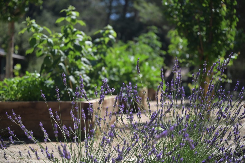 L' aménagement d'un jardin provençal aux formes courbes et rythmées inspiré des tableaux de Cézanne et de Picasso à Vauvenargues en pleine Provence