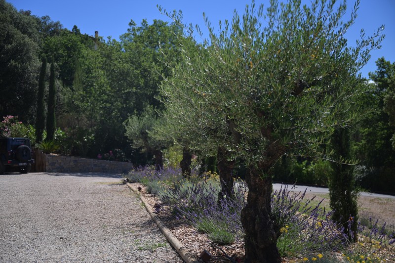 L' aménagement d'un jardin provençal aux formes courbes et rythmées inspiré des tableaux de Cézanne et de Picasso à Vauvenargues en pleine Provence