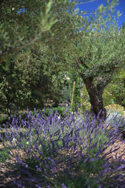 L' aménagement d'un jardin provençal aux formes courbes et rythmées inspiré des tableaux de Cézanne et de Picasso à Vauvenargues en pleine Provence