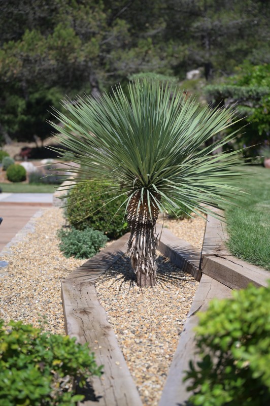 L' aménagement d'un jardin provençal aux formes courbes et rythmées inspiré des tableaux de Cézanne et de Picasso à Vauvenargues en pleine Provence