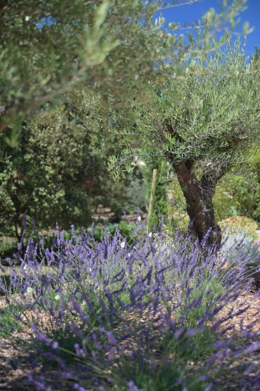 L' aménagement d'un jardin provençal aux formes courbes et rythmées inspiré des tableaux de Cézanne et de Picasso à Vauvenargues en pleine Provence